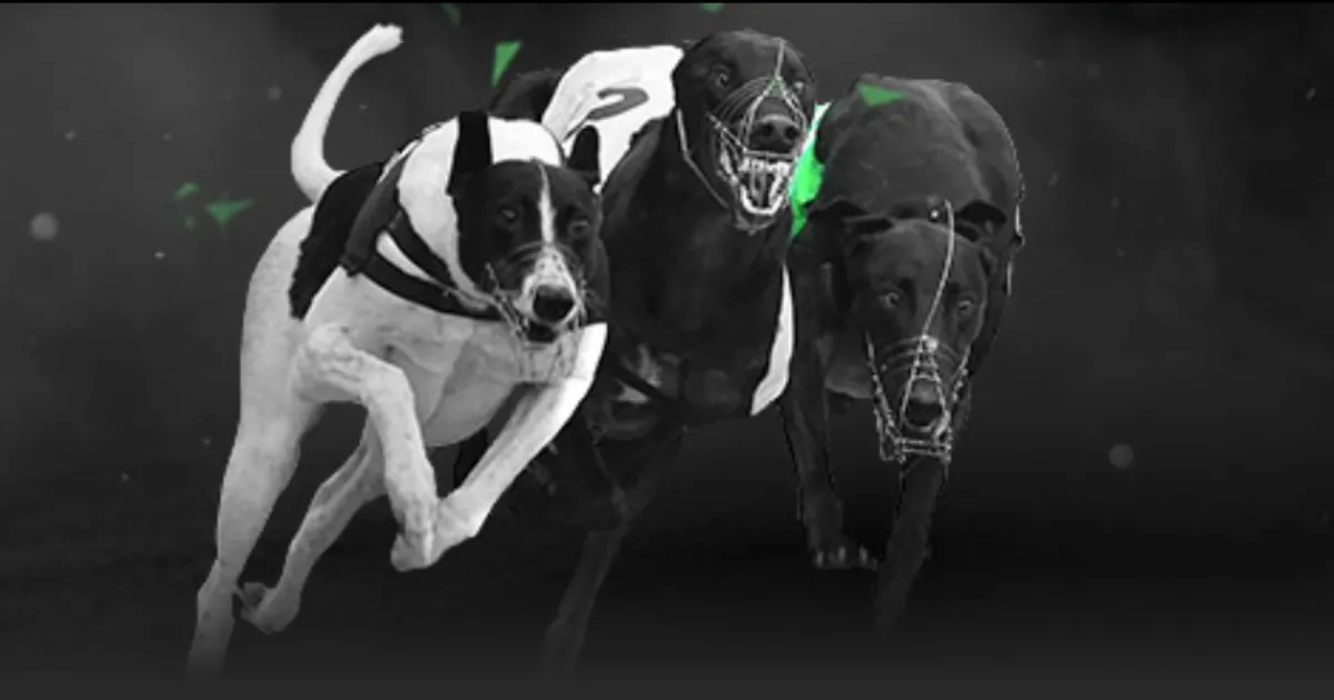 佩德里单赛,季助攻数突,创下新高,PP电子,PP电子模拟器官方网站,PP电子app,PP电子模拟器登录入口,PP电子模拟器注册